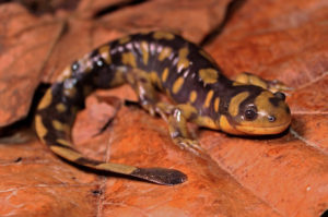 Wild tiger salamander