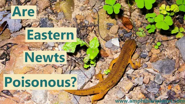 Are eastern newts poisonous
