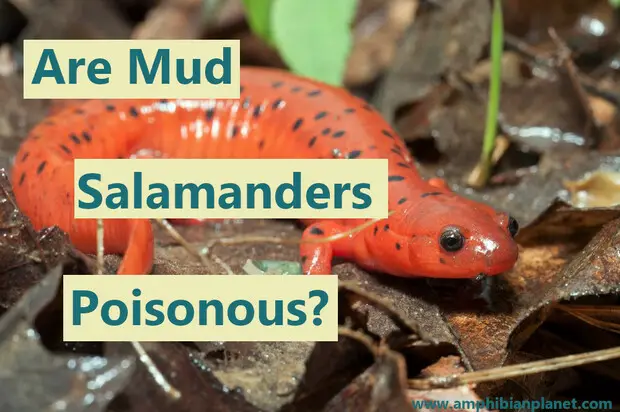Are mud salamanders poisonous