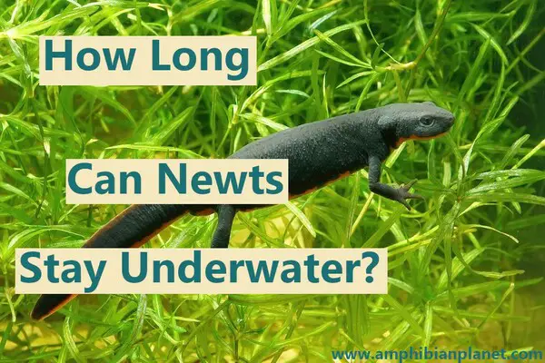 How long can newts stay underwater