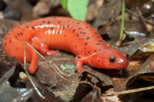 Mud salamander on leaf litter