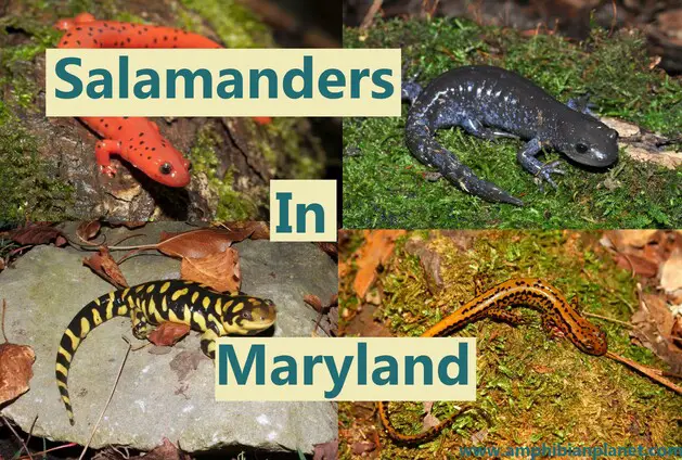 Types of salamanders in maryland