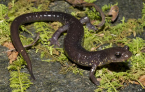 Wehrle’s Salamander