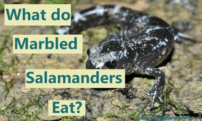 What do marbled salamanders eat in the wild and in captivity