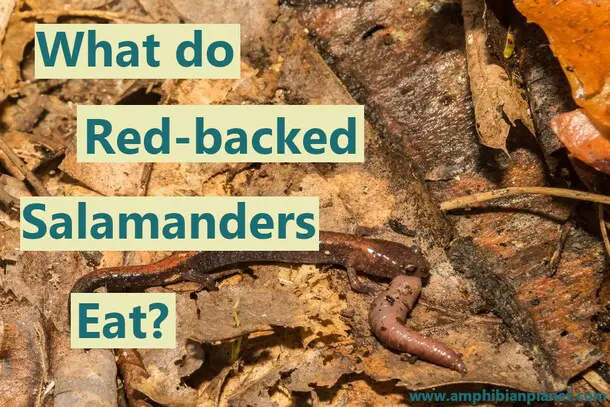 What do red-backed salamanders eat