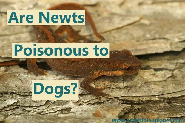 Are newts toxic to dogs?