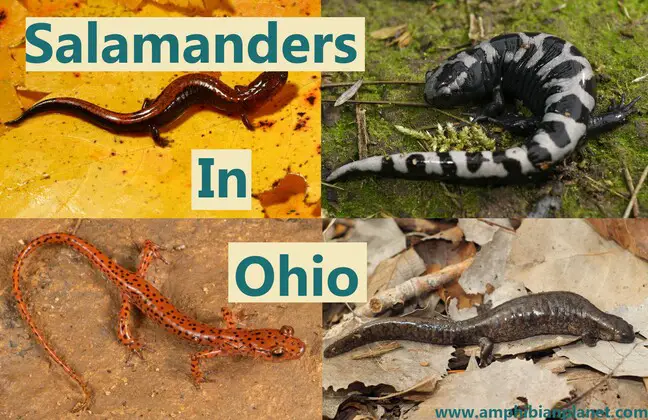Salamander species in Ohio