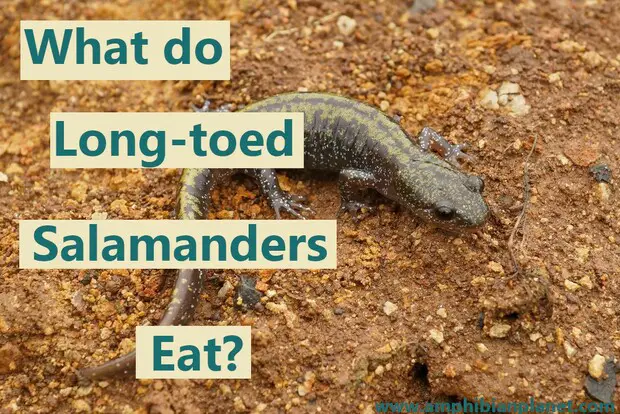 Long toed salamanders wild and pet diet