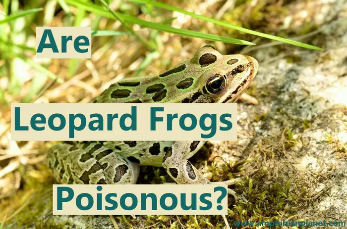 Are leopard frogs poisonous?