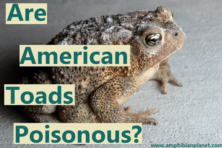 Are American toads poisonous?