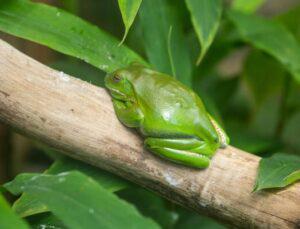 are tree frogs poisonous to snakes