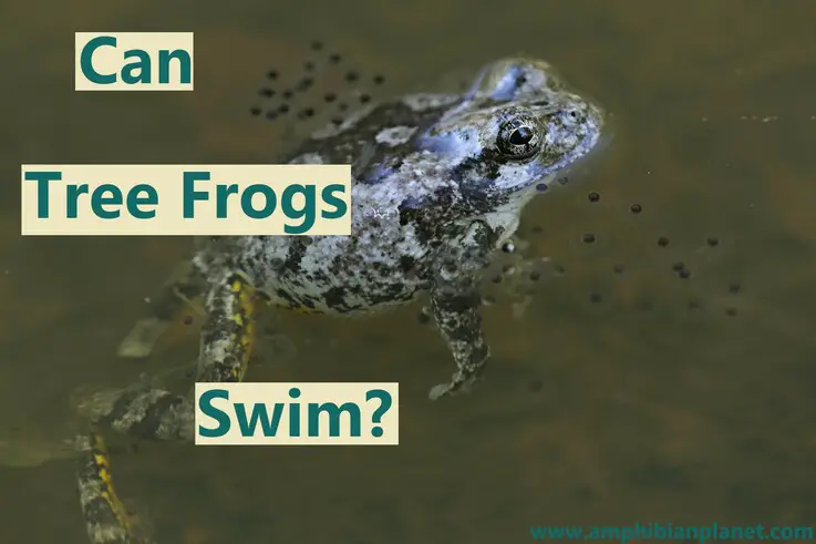 Gray tree frog swimming in a pond