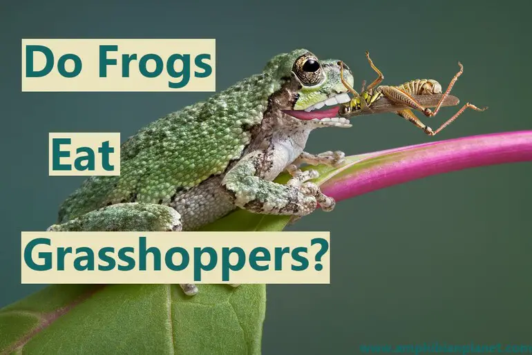 Do frogs eat grasshoppers