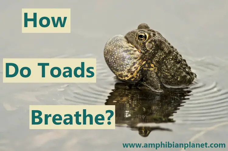 How do toads breathe?