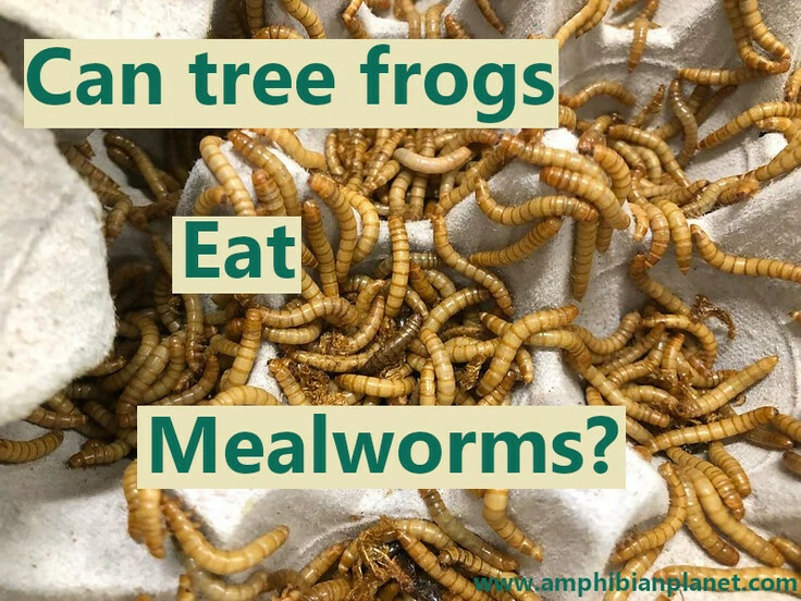 Can tree frogs eat mealworms