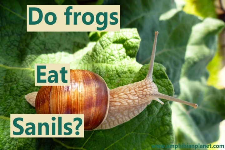 Do frogs eat snails