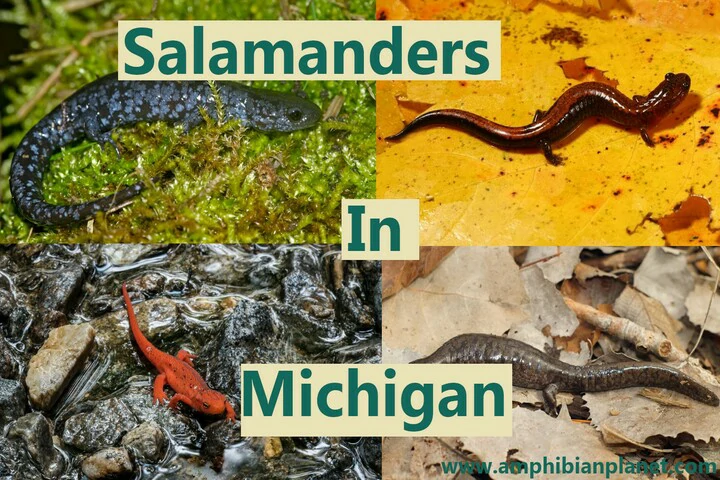 Salamanders in Michigan