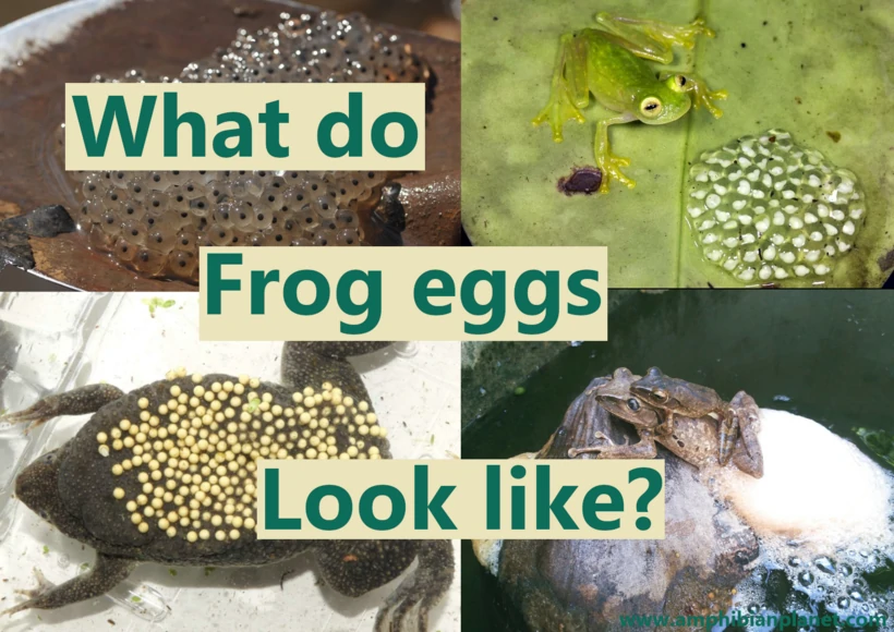 What do frog eggs look like