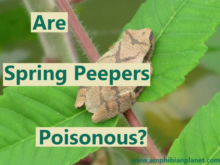 Are spring peeper frogs poisonous?