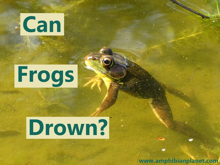 Can frogs drown?