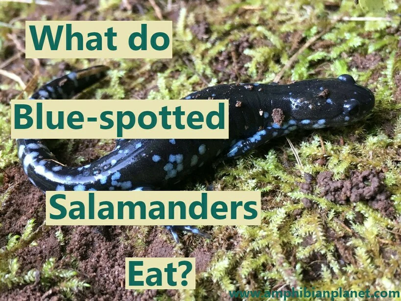 What do blue-spotted salamanders eat?