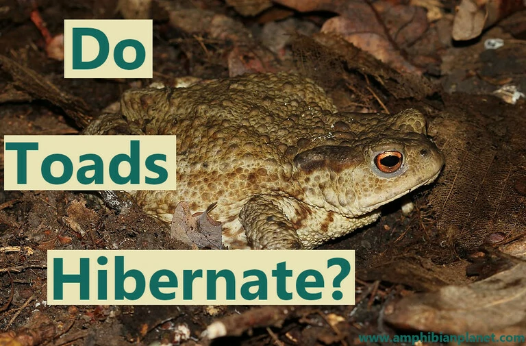 Where do toads go in the winter. Do toads hibernate
