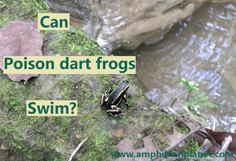 Can poison dart frogs swim