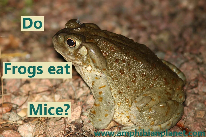 Do frogs eat mice