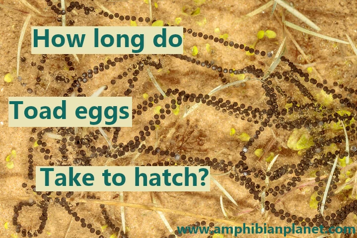 How long do toad eggs take to hatch