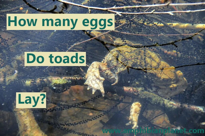 How many eggs do toads lay