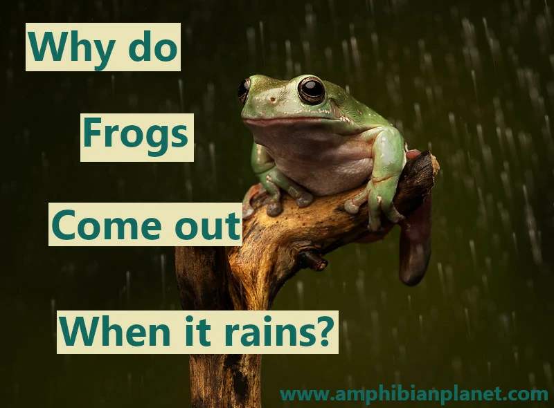 Why do frogs come out when it rains