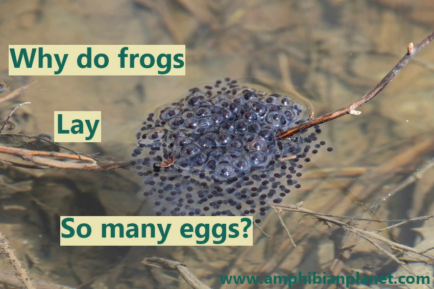 Why do frogs lay so many eggs
