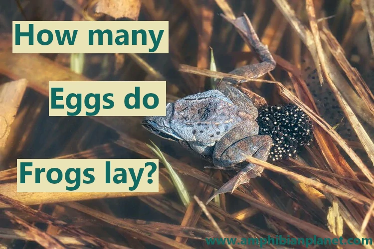 how many eggs do frogs lay