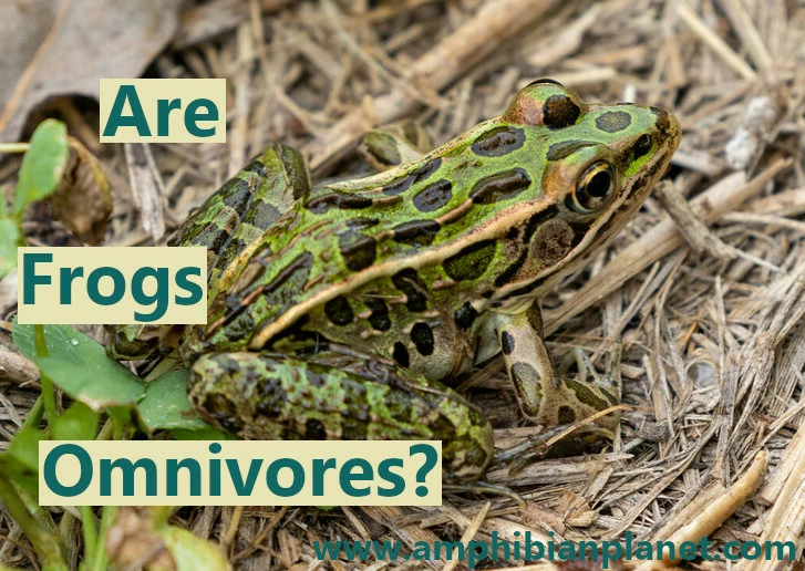 Are frogs omnivores