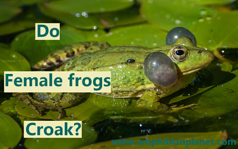Do female frogs croak
