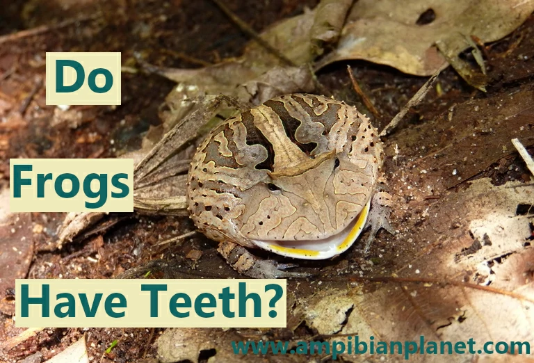 Do frogs have teeth?