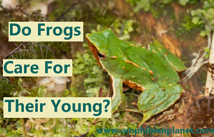 Do frogs take care of their young or tadpoles