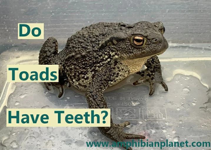 Do toads have teeth?