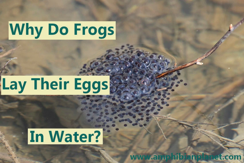 Why do frogs lay their eggs in water