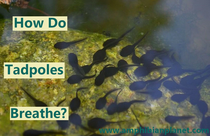 How do tadpoles breathe?