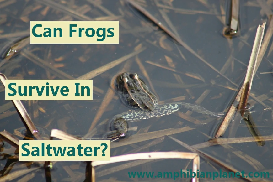 Can frogs survive in saltwater?