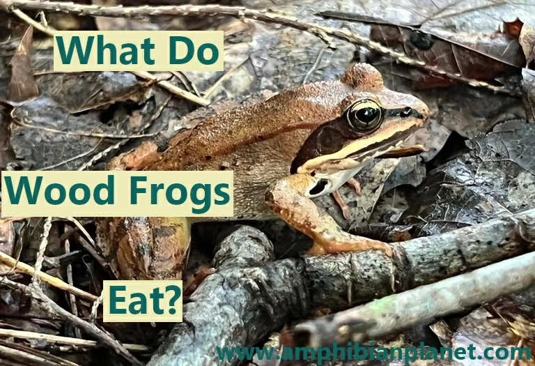 What do wood frogs eat