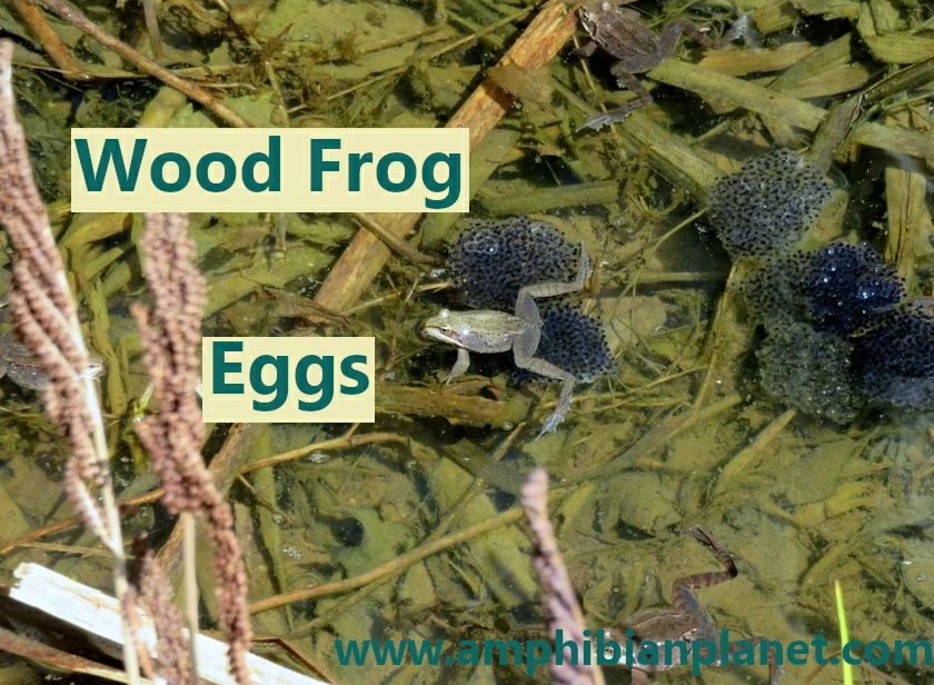 Wood frog eggs