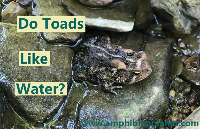 Toads like water