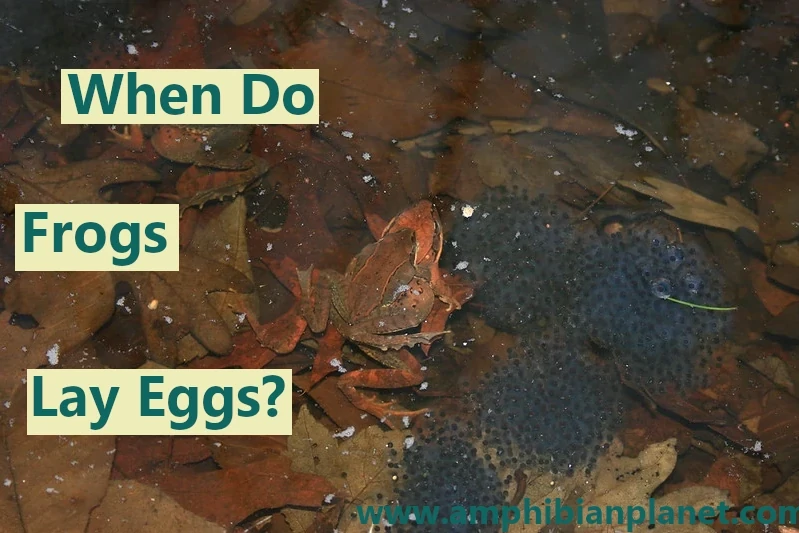 When do frogs lay eggs