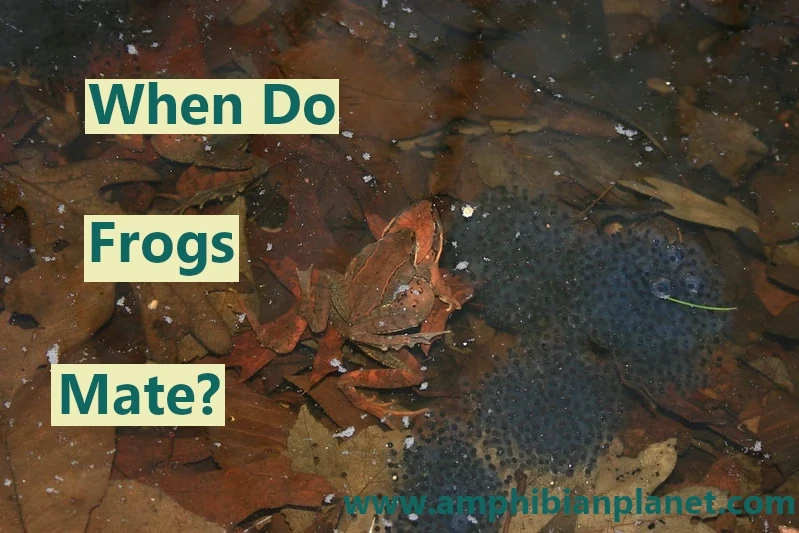 When do frogs mate