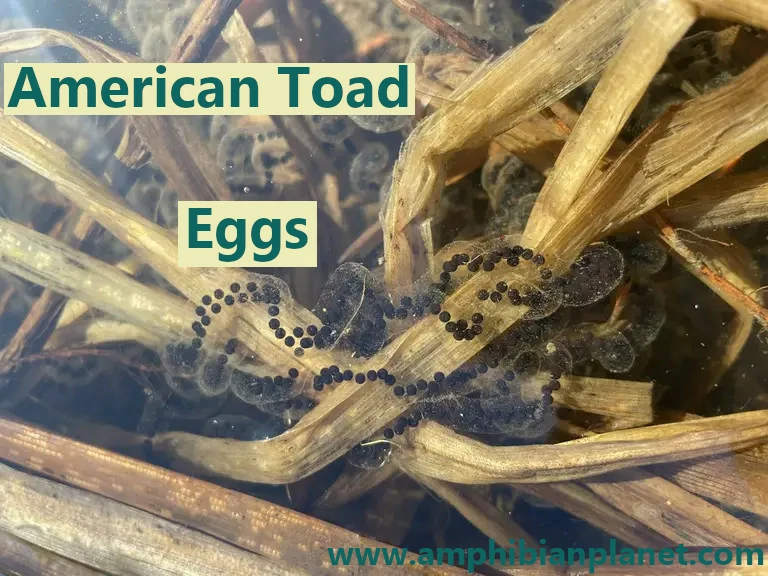 American toad eggs.