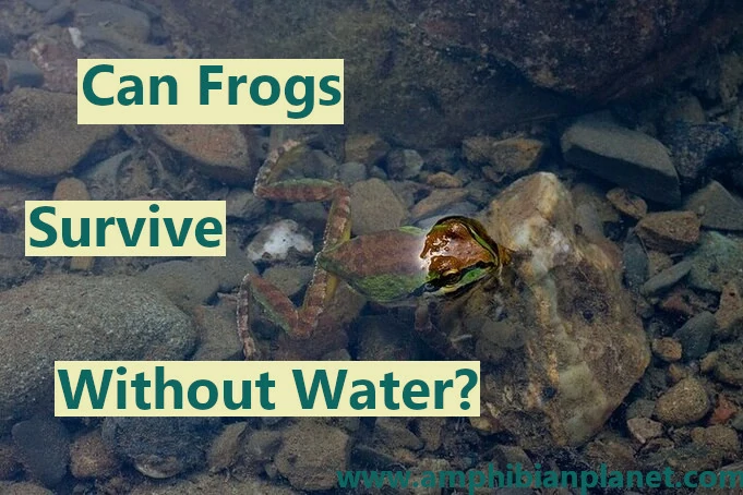 Can frogs survive without water?