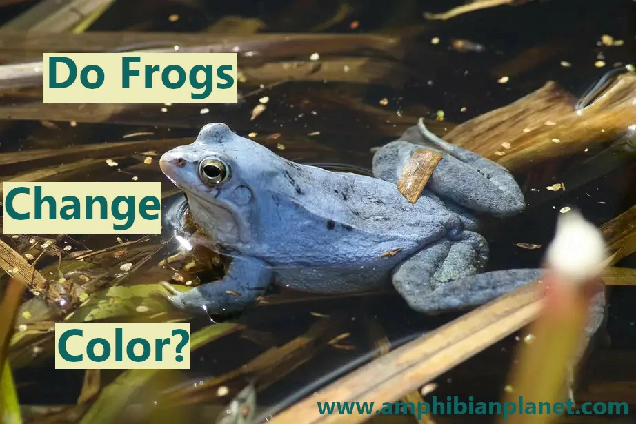 Do frogs change color