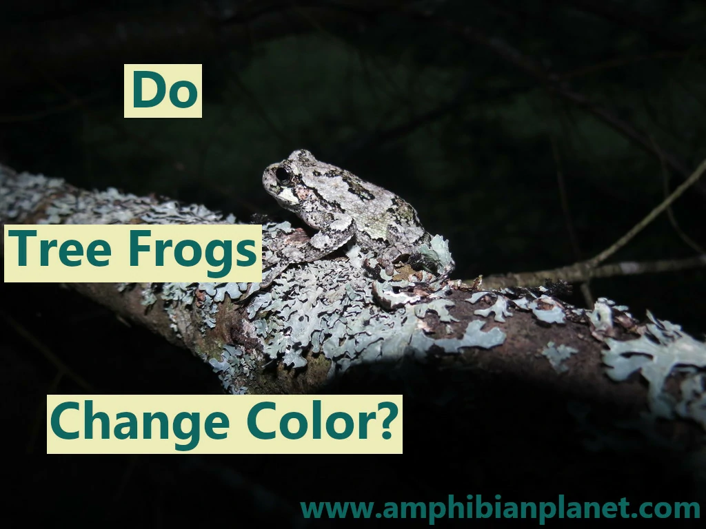 Do tree frogs change color